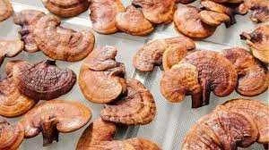 تاثیر گانودرما بر دیسک کمر